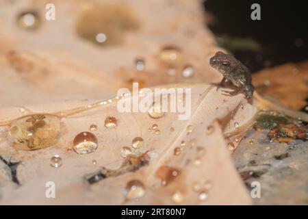 A small Gulf Coast Toad sits on a fallen, brown leaf in a large pond. Stock Photo