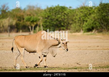 Common eland (Taurotragus oryx) walking in the dessert, captive, distribution Africa Stock Photo