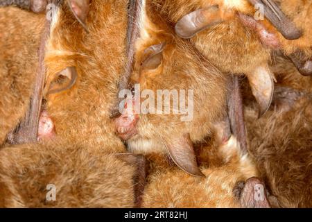 Natterer's bat (Myotis nattereri), caught in the bat net, Germany Stock  Photo - Alamy