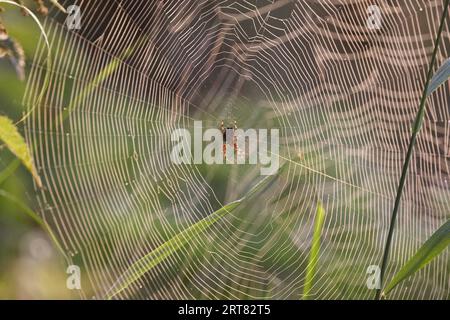 spider on web in some grass Stock Photo