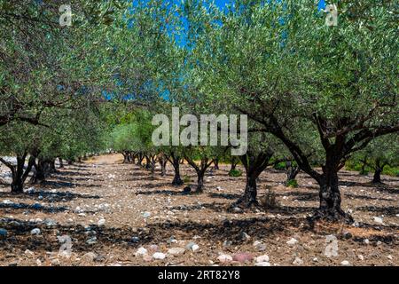 Old olive trees (Olea europaea), Rhodes, Dodecanese, Greece Stock Photo