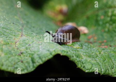 slug climbing on a plant and leaf Stock Photo