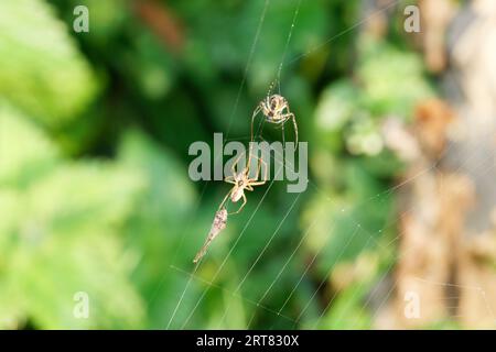 Two spiders in pre-mating with a fly wrapped in silk Stock Photo