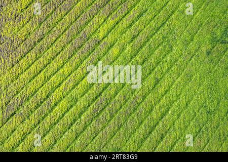 Algae growth on a concrete slab, full-size, background Stock Photo