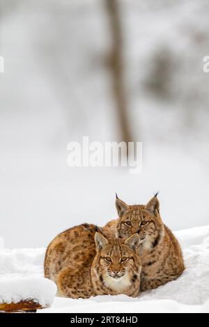 Two young lynxes (Lynx lynx) in winter in the animal enclosure in the Bavarian Forest National Park, Germany Stock Photo