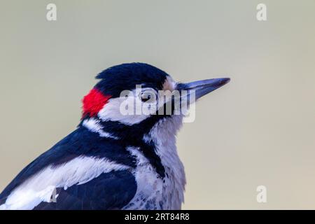 Close-up of a great spotted woodpecker (Dendrocopos major) in the Moenchbruch nature reserve near Frankfurt, Germany Stock Photo
