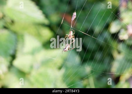 Predating Spiders Two spiders in pre-mating with a fly wrapped in silk Stock Photo - Alamy