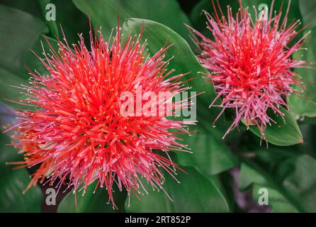 Bloodflowers are a genus of plants in the Amaryllis family. The approximately 22 species are mainly found in South Africa. These flowers were Stock Photo