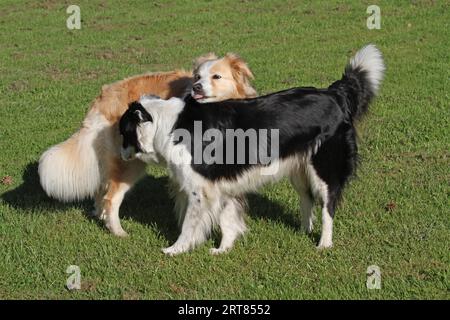 Kennenlernen Stock Photo