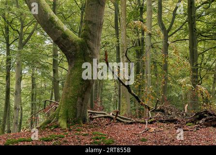 With its very diverse flora and fauna, the Darsswald forest covers most of the Baltic Sea peninsula of Darss and is protected by the Vorpommersche Stock Photo