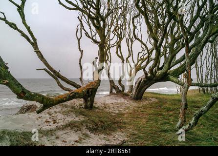 With its very diverse flora and fauna, the Darsswald forest covers most of the Darss Baltic peninsula and is protected by the Vorpommersche Stock Photo