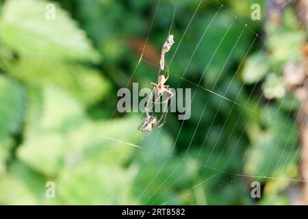 Predating Spiders Two spiders in pre-mating with a fly wrapped in silk Stock Photo - Alamy