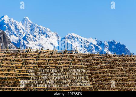 Giant empty wooden racks for hanging and drying cod to make stockfish on the Lofoten islands in Norway on clear winter day with blue sky Stock Photo