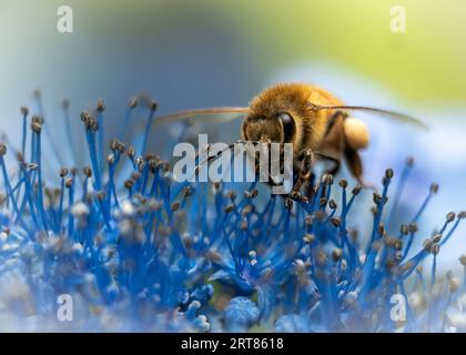 Honey bee in flight collecting pollen and nectar while hovering over blue hydrangea Stock Photo