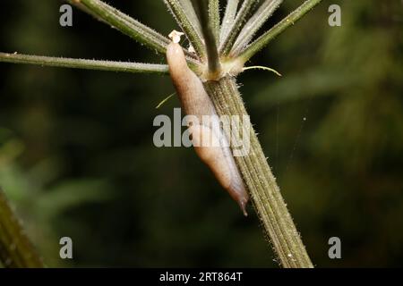 slug climbing on a plant and leaf Stock Photo