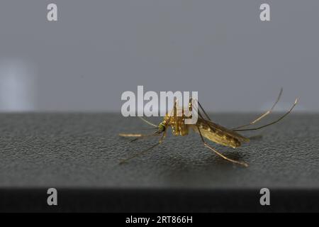Close up of annoying small mosquito sitting on top of black computer monitor in home office deviating from doing work Stock Photo