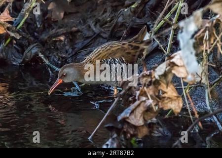 A shy water rail has ventured out of its hiding place. It wades through the water of the Erbach looking for food, A shy water rail is wading through Stock Photo