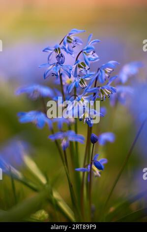 Blue star (scilla siberica) on meadow Stock Photo