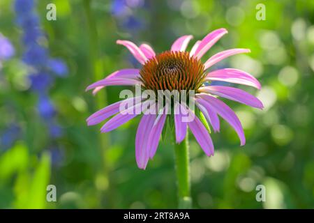 Beautiful Purple Coneflower back lit, against green and purple floral background Stock Photo