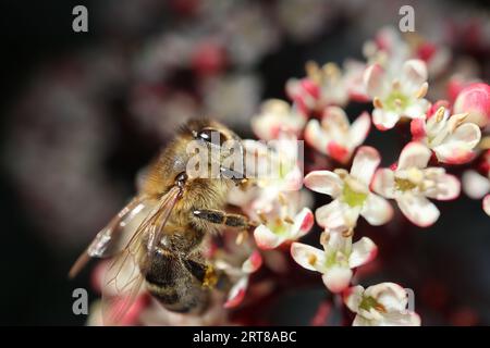 Macro shot of a bee on the flower of a Skimma Japonica - Makroaufnahme einer Biene auf der Blüte einer Skimma Japonica Stock Photo