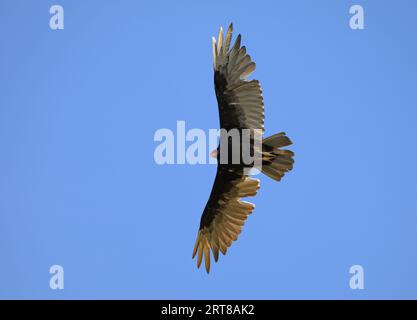 Turkey vulture soaring against clear blue sky, looking for food Stock Photo