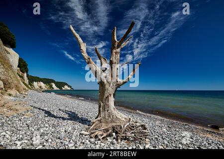 Dead tree on the banks of the chalk cliffs of Ruegen Stock Photo
