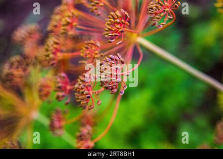 umbrella with ripe dill seeds in sunlight. Close-up of part of the plant, blur. Stock Photo