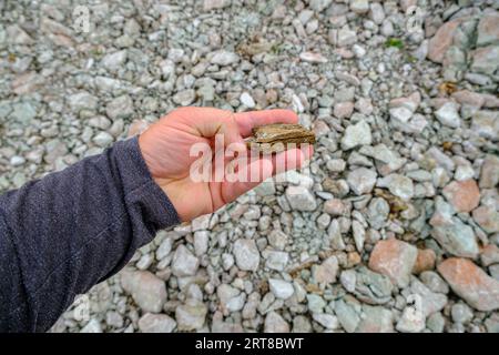 Oil shale stone in human hand. Sedimentary rocks rich in kerogen. Slate mining site Aidu quarry in Estonia. Stock Photo
