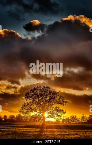 oak tree silhouette alone on meadow in sunset Stock Photo - Alamy
