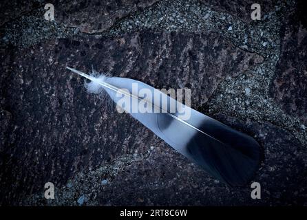 Pigeon feather, feather of the arm wing of a domestic pigeon (Columba livia domestica), lying on the ground, Stuttgart, Baden-Wuerttemberg, Germany Stock Photo