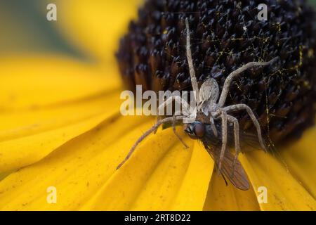 Nursery web spider (Pisaura mirabilis) with victim on yellow coneflower (Rudbeckia fulgida), Hesse, Germany Stock Photo