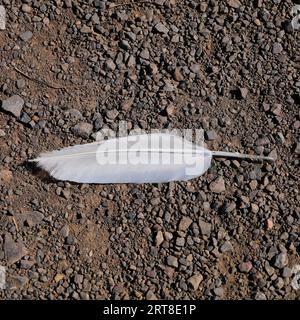 White feather on a gravel path. Stock Photo