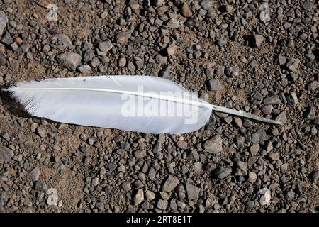 Single white feather on a gravel path. Stock Photo