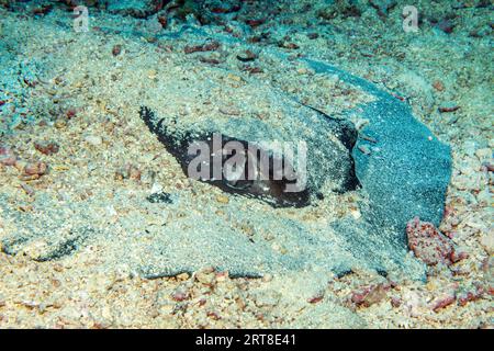 Lateral close-up of head camouflaged with sand Body of mangrove stingray (Urogymnus granulatus) White-tailed stingray Stingray, Pacific Ocean Stock Photo