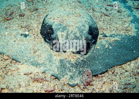 Close-up of head camouflaged with sand Body of mangrove stingray (Urogymnus granulatus) White-tailed stingray Stingray, Pacific Ocean, Caroline Stock Photo