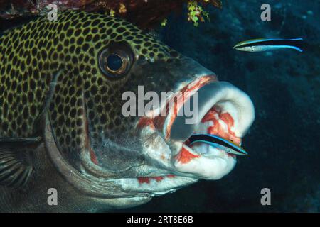 Harlequin sweetlip (Plectorhinchus chaetodonoides) have their parasites removed at an open-mouthed cleaning station by a pair of cleaner wrasse Stock Photo