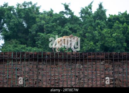 New Delhi, India. 11th Sep, 2023. A monkey carries a baby on the back in New Delhi, India, on Sept. 11, 2023. Credit: Javed Dar/Xinhua/Alamy Live News Stock Photo