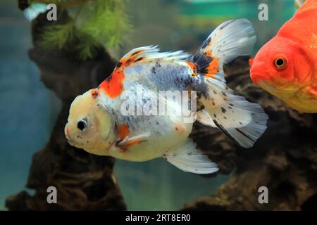 Oranda goldfish (Carassius auratus) and red ryukin Stock Photo