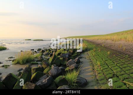 a dutch coast landscape with stones and grasses at the tidal mudflat at the  foot of the dike of the westerschelde sea in summer Stock Photo