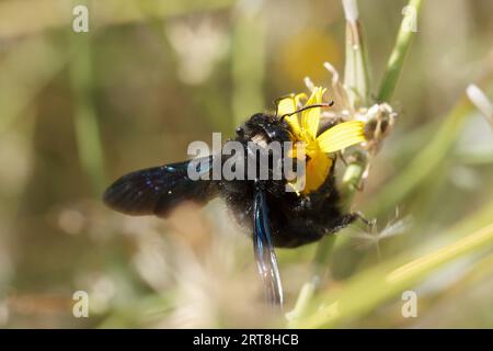 European carpenter bee Xylocopa violacea collecting nectar while pollinating plants Stock Photo