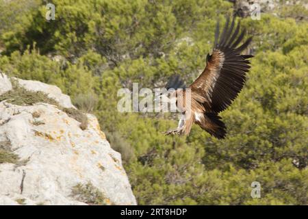 Gyps fulvus landing on rock of Alt de les Pedreres in Alcoi, Spain Stock Photo