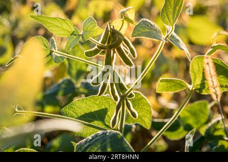 Close up view of green soybean pods on a bush on a farmer's field. Agriculture production concept Stock Photo