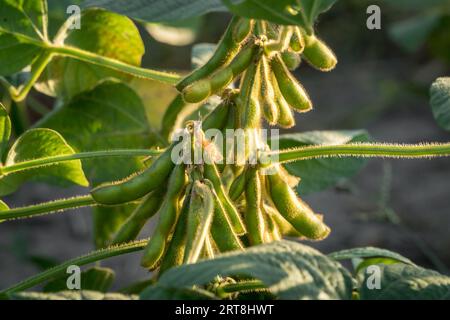 Close up view of green soybean pods on a bush on a farmer's field. Agriculture production concept Stock Photo