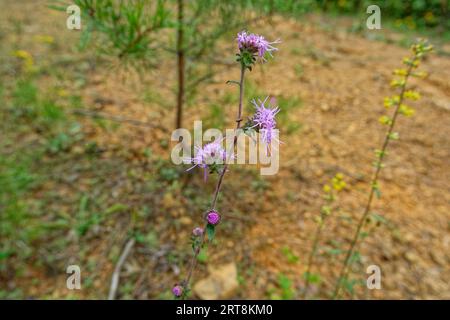 A blazing star wildflower plant blooming with a few opened flowers along the trail in the forest in late summertime closeup view Stock Photo