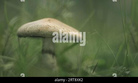 A low-angle macro of a big beige mushroom in a drak forest, dark green background, moody atmosphere, copy space Stock Photo