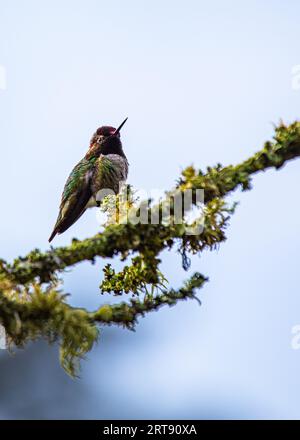 Anna's Hummingbird (Calypte anna) spotted outdoors in California Stock