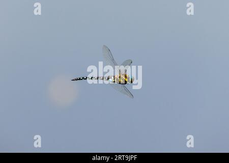 Lateral (side) view of a male blue and brown migrant hawker dragonfly (Aeshna mixta) in flight in wetlands, Guildford, Surrey, south-east England Stock Photo