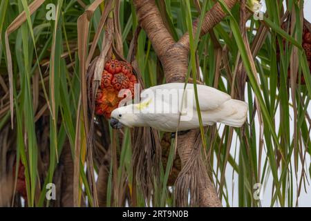 A Sulphur-Crested Cockatoo is enjoying the fruit of the Pandanus Palm. Northern Territory, Australia. Stock Photo