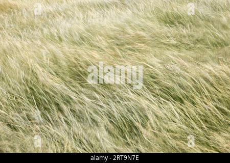 picture of a meadow with tall grass in strong wind, image with motion blur Stock Photo