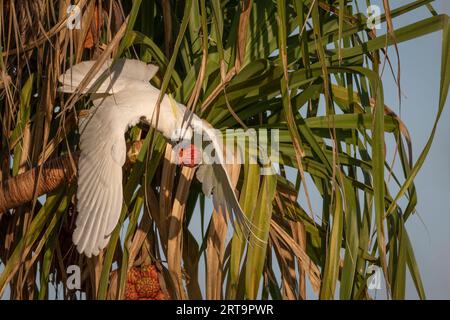 A Sulphur-Crested Cockatoo is enjoying the fruit of the Pandanus Palm. Northern Territory, Australia. Stock Photo